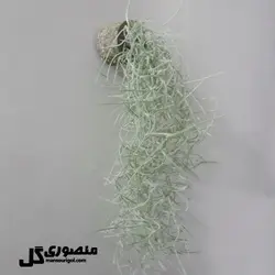 گیاه هوازی آویز مدل مگنت یخچال