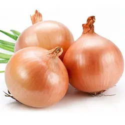 بذر پیاز زرد