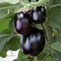 بذر بادمجان دلمه ای سیاه