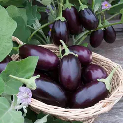بذر بادمجان دلمه ای سیاه