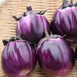 بذر بادمجان دلمه بنفش