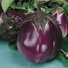 بذر بادمجان دلمه بنفش