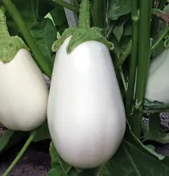 بذر بادمجان دلمه سفید