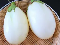 بذر بادمجان دلمه سفید