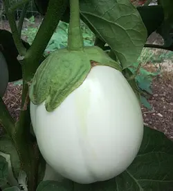 بذر بادمجان دلمه سفید