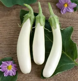 بذر بادمجان سفید قلمی