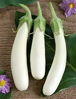 بذر بادمجان سفید قلمی