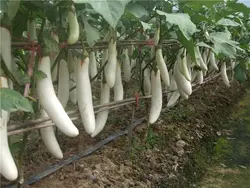 بذر بادمجان سفید قلمی