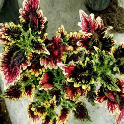 بذر حسن یوسف اسکای فایر