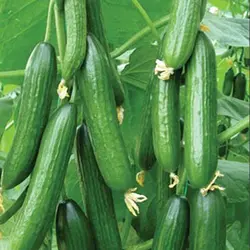 بذر خیار درختی سوپر سلطان