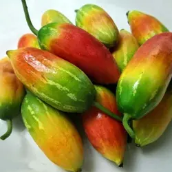 بذر خیار سرخ