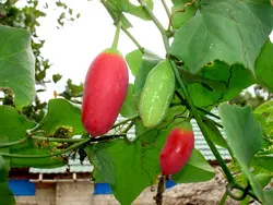 بذر خیار سرخ