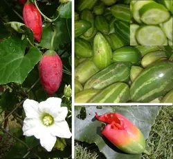 بذر خیار سرخ