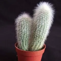 بذر کاکتوس کلیستو استراووسی