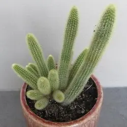 بذر کاکتوس کلیستو سنیلیس