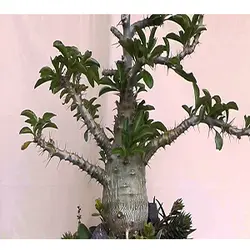 بذر کاکتوس کمیاب پاچیپودیوم