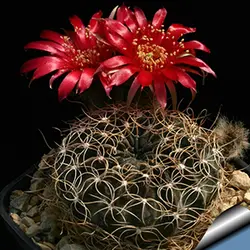 بذر کاکتوس لوبیویا