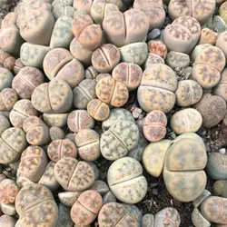 بذر کاکتوس لیتوپس معمولی