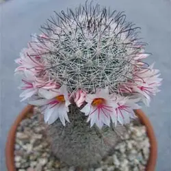 بذر کاکتوس مامیلاریا آلبیکانس