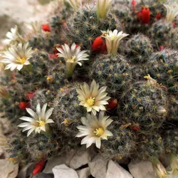 بذر کاکتوس مامیلاریا پرولیفرا