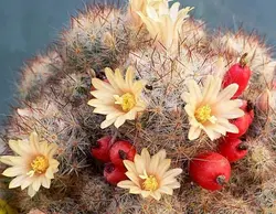 بذر کاکتوس مامیلاریا پرولیفرا