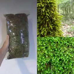 خزه جنگلی زنده