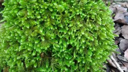 خزه جنگلی زنده