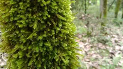 خزه جنگلی زنده