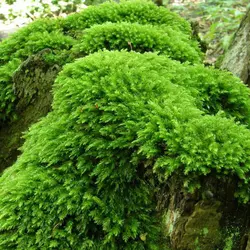 خزه جنگلی زنده