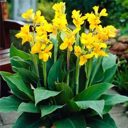 ریزوم اختر برگ سبز گل زرد