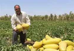 بذر خربزه مینو مشهدی
