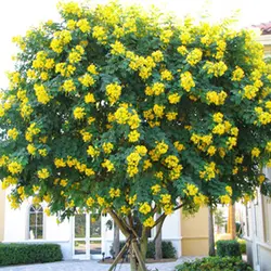 بذر درخت سنا رقم spectabilis