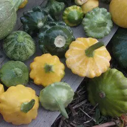 بذر کدو ستاره ای میکس