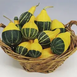 بذر کدو گلابی دورنگ