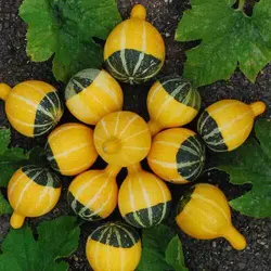 بذر کدو گلابی دورنگ