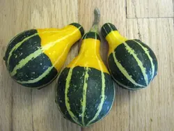 بذر کدو گلابی دورنگ