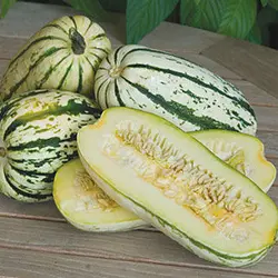 بذر کدو دلیکاتا