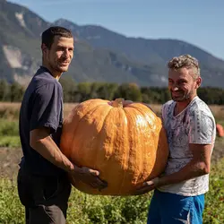 بذر کدو غول پیکر آتلانتیک