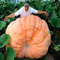 بذر کدو غول پیکر آتلانتیک