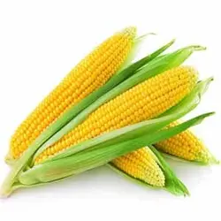 بذر ذرت شیرین ساری (بلال)