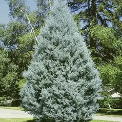 بذر سرو نقره ای