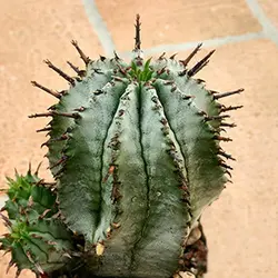 بذر کاکتوس افوربیا هوریدا