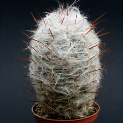 بذر کاکتوس اورئو سرئوس ترولی