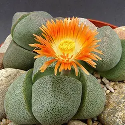 بذر کاکتوس پیلوس