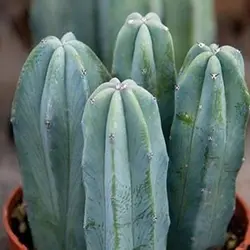 بذر کاکتوس پایه آبی