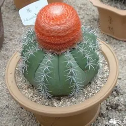 بذر کاکتوس ملو مینیاتوری