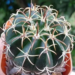 بذر کاکتوس ملو کریسنجاس