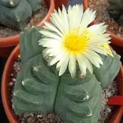 بذر کاکتوس آستروفیتوم کیکو ژاپن