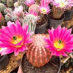 بذر کاکتوس اچینو سرئوس تیغ رنگی