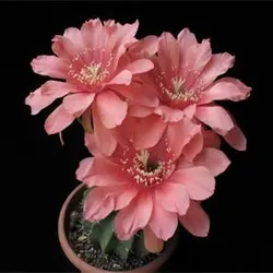 بذر کاکتوس اچینوپسیس اوبرپاندا